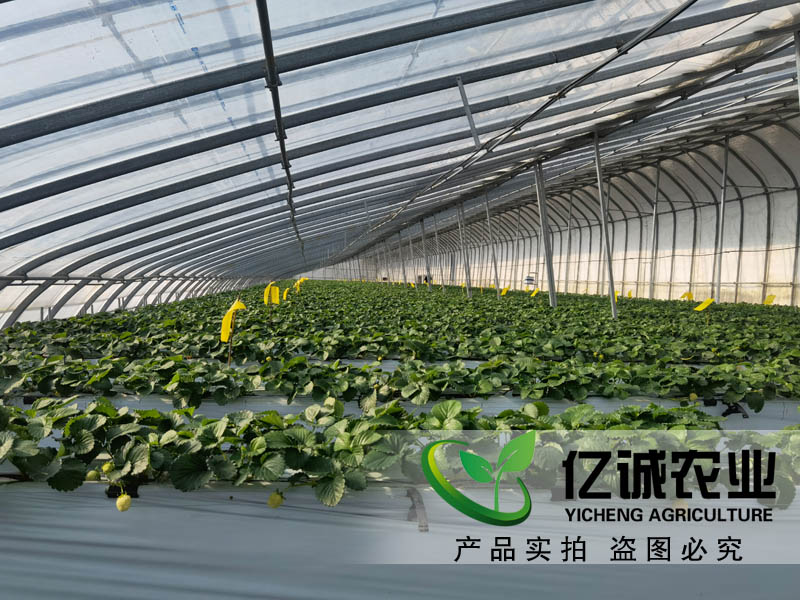 吊掛升降草莓種植溫室大棚~智能化管理控制 省時(shí)高效