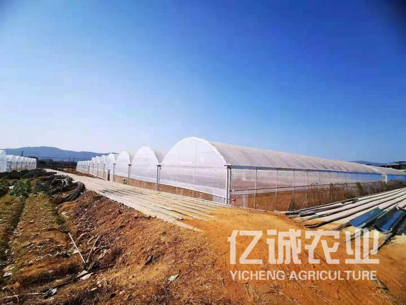 薄膜連棟溫室大棚 薄膜連棟溫室大棚