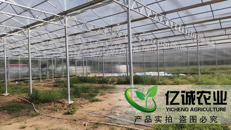 陽光板溫室大棚 陽光板溫室大棚